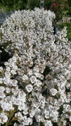 Hebe (Baby Marie) -Tuinplanten Winkel hebe baby marie 4 2