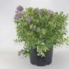 Hebe (Hebe Franciscana) -Tuinplanten Winkel hebe franciscana c10