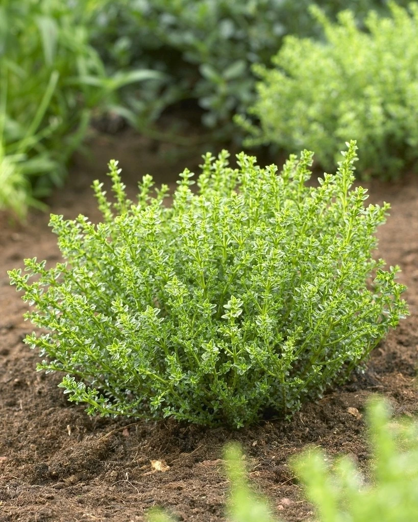 Hebe (Hebe 'Golden Esk') 4 Hebe (Hebe 'Golden Esk') - Afbeelding 2