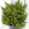 Hebe (Hebe 'Golden Esk') -Tuinplanten Winkel hebe golden esk
