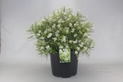 Hebe (Hebe 'Kirkii') -Tuinplanten Winkel hebe kirkii c10 2