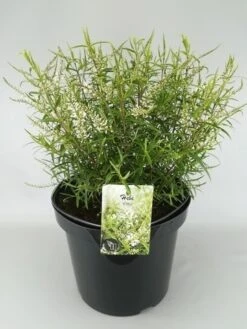Hebe (Hebe 'Kirkii') -Tuinplanten Winkel hebe kirkii c10