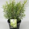 Hebe (Hebe 'Kirkii') 1 Hebe (Hebe 'Kirkii') -Tuinplanten Winkel hebe kirkii c5