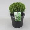Hebe (Hebe Odora ‘Nana’) -Tuinplanten Winkel hebe odora nana c5