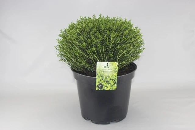 Hebe (Hebe Odora 'New Zealand Gold') 3 Hebe (Hebe Odora 'New Zealand Gold')