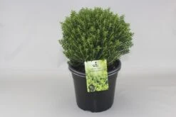 Hebe (Hebe Odora 'New Zealand Gold') 5 Hebe (Hebe Odora 'New Zealand Gold') -Tuinplanten Winkel hebe odora new zealand gold c5