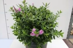 Hebe (Hebe 'Oratia Beauty') -Tuinplanten Winkel hebe oratia beauty