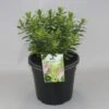 Hebe (Hebe 'Oratia Beauty') -Tuinplanten Winkel hebe oratia beauty c5