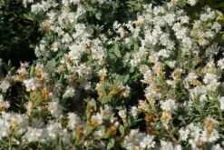 Veronica (Hebe Pinguifolia 'Pagei') -Tuinplanten Winkel hebe pinguifolia pagei 3