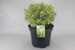 Hebe (Hebe 'Pinocchio')