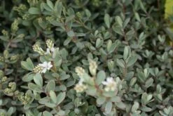 Veronica (Hebe Pinguifolia 'Pagei') -Tuinplanten Winkel hebe pinquifolia pagei