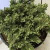 Hebe (Hebe Albicans 'Red Edge') -Tuinplanten Winkel hebe rede edge c5