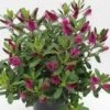 Hebe (Hebe 'Wiri Charm') -Tuinplanten Winkel hebe wiri charm