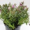 Hebe (Hebe 'Wiri Joy') -Tuinplanten Winkel hebe wiri joy