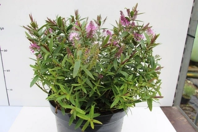 Hebe (Hebe 'Wiri Joy') 3 Hebe (Hebe 'Wiri Joy')