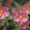Zonneroosje (Helianthemum 'Ben Hope') -Tuinplanten Winkel hebhope 1