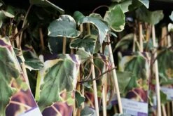 Algerijnse Klimop (Hedera Algeriensis 'Gloire De Marengo') -Tuinplanten Winkel hedera gloiredemarengo lm02