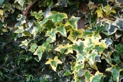 Klimop (Hedera Helix 'Goldchild') -Tuinplanten Winkel hedera goldchild lm01