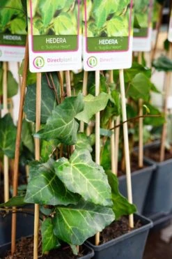 Kaukasische Klimop (Hedera Colchica 'Sulphur Heart') -Tuinplanten Winkel hedera sulphurheart etiket lm03