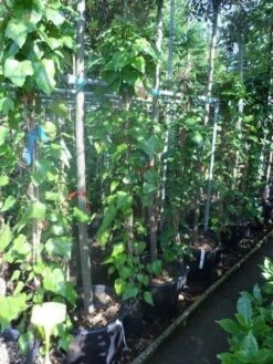 Algerijnse Klimop (Hedera Algeriensis 'Gloire De Marengo') -Tuinplanten Winkel hedera algeriensis 150 200 c5