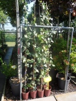 Algerijnse Klimop (Hedera Algeriensis 'Gloire De Marengo') -Tuinplanten Winkel hedera algeriensis gloire de marengo 150 200 c3