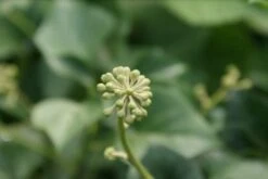 Struikklimop (Hedera Helix 'Arborescens') -Tuinplanten Winkel hedera arborescens 1