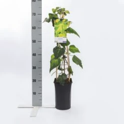 Kaukasische Klimop (Hedera Colchica 'Sulphur Heart') -Tuinplanten Winkel hedera c. sulphur heart