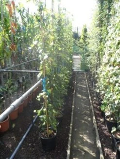 Kaukasische Klimop (Hedera Colchica 'Sulphur Heart') -Tuinplanten Winkel hedera colchica sulpher heart 175 200 c10