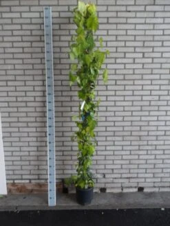 Kaukasische Klimop (Hedera Colchica 'Sulphur Heart') -Tuinplanten Winkel hedera colchica sulpher heart 175 200 c10