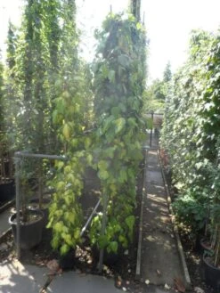 Kaukasische Klimop (Hedera Colchica 'Sulphur Heart') -Tuinplanten Winkel hedera colchica sulpher heart 200 250 c15