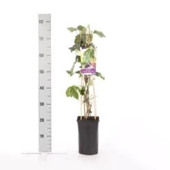 Algerijnse Klimop (Hedera Algeriensis 'Gloire De Marengo') -Tuinplanten Winkel hedera gloire de marengo