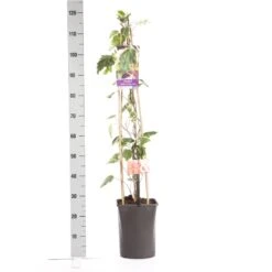 Algerijnse Klimop (Hedera Algeriensis 'Gloire De Marengo') -Tuinplanten Winkel hedera gloire de marengo 1.00 1.25