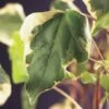 Algerijnse Klimop (Hedera Algeriensis 'Gloire De Marengo') -Tuinplanten Winkel hedera gloire de marengo 2