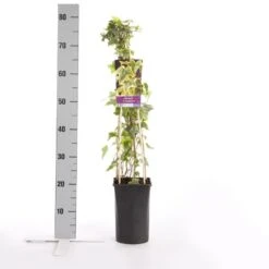 Klimop (Hedera Helix 'Goldchild') -Tuinplanten Winkel hedera h. goldchild