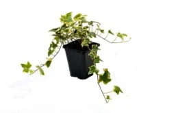 Klimop (Hedera Helix 'Goldchild') -Tuinplanten Winkel hedera hel. goldchild p11
