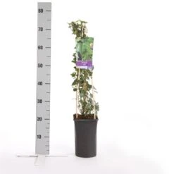 Kleinbladige Klimop (Hedera Helix) -Tuinplanten Winkel hedera helix