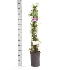 Kleinbladige Klimop (Hedera Helix) -Tuinplanten Winkel hedera helix 1.00 1.25