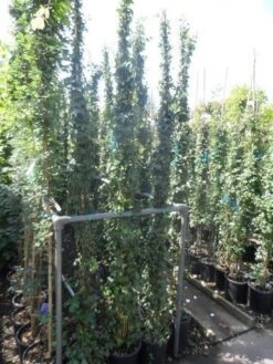 Kleinbladige Klimop (Hedera Helix) -Tuinplanten Winkel hedera helix 175 200 250 c10