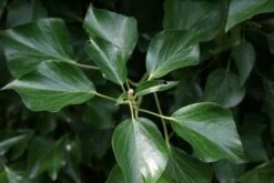 Struikklimop (Hedera Helix 'Arborescens') -Tuinplanten Winkel hedera helix arborescens 1