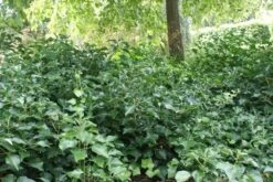 Struikklimop (Hedera Helix 'Arborescens') -Tuinplanten Winkel hedera helix arborescens 2