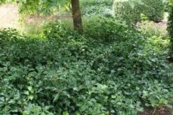 Struikklimop (Hedera Helix 'Arborescens') -Tuinplanten Winkel hedera helix arborescens 3