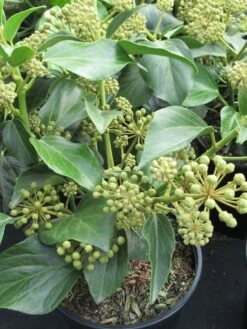 Struikklimop (Hedera Helix 'Arborescens') -Tuinplanten Winkel hedera helix arborescens 1