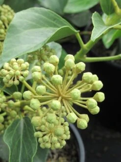 Struikklimop (Hedera Helix 'Arborescens') -Tuinplanten Winkel hedera helix arborescens 2