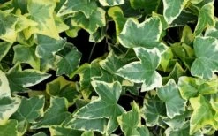 Klimop (Hedera Helix 'Goldchild') -Tuinplanten Winkel hederahelixgoldchild01