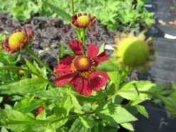 Zonnekruid (Helenium 'Indianersommer') 8 Zonnekruid (Helenium 'Indianersommer') -Tuinplanten Winkel helenium indianersommer 1