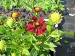 Zonnekruid (Helenium 'Indianersommer') 10 Zonnekruid (Helenium 'Indianersommer') -Tuinplanten Winkel helenium indianersommer 2