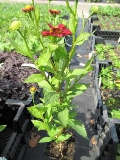 Zonnekruid (Helenium 'Indianersommer') 11 Zonnekruid (Helenium 'Indianersommer') -Tuinplanten Winkel helenium indianersommer 3
