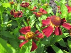 Zonnekruid (Helenium 'Indianersommer') 9 Zonnekruid (Helenium 'Indianersommer') -Tuinplanten Winkel helenium indianersommer 4