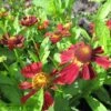 Zonnekruid (Helenium 'Indianersommer') 2 Zonnekruid (Helenium 'Indianersommer') -Tuinplanten Winkel helenium indianersommer 5