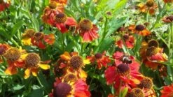 Zonnekruid (Helenium 'Mardi Gras') 5 Zonnekruid (Helenium 'Mardi Gras') -Tuinplanten Winkel helenium mardi gras01